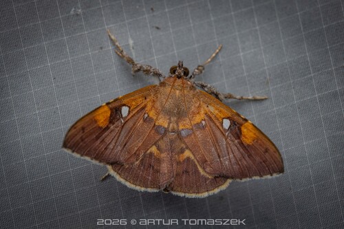 Rectipalpula billeti