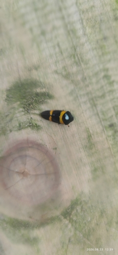 Cosmoscarta abdominalis