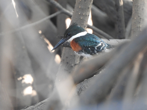 Green Kingfisher