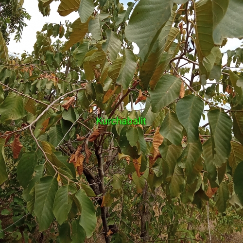 wild custard-apple