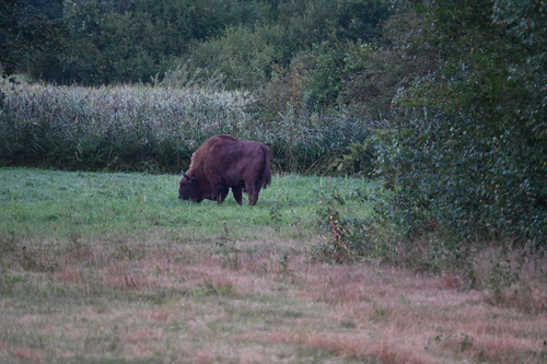 Wisent