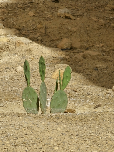 shell mound pricklypear