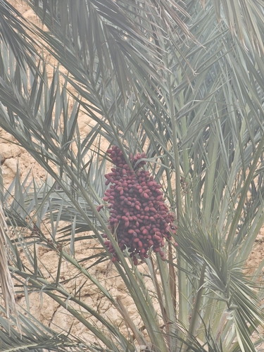 Date Palm