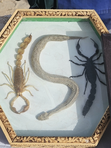 Androctonus australis