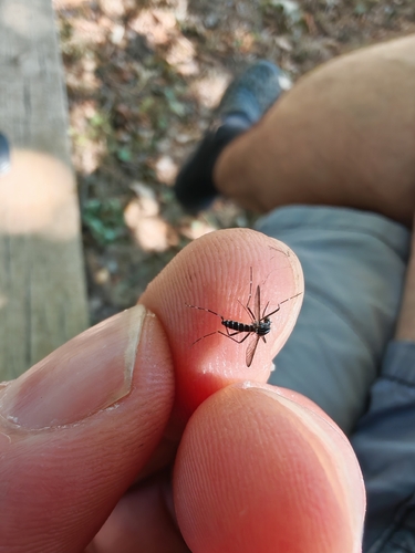 Asian Tiger Mosquito