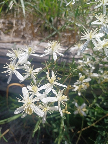 fragrant virgin's-bower