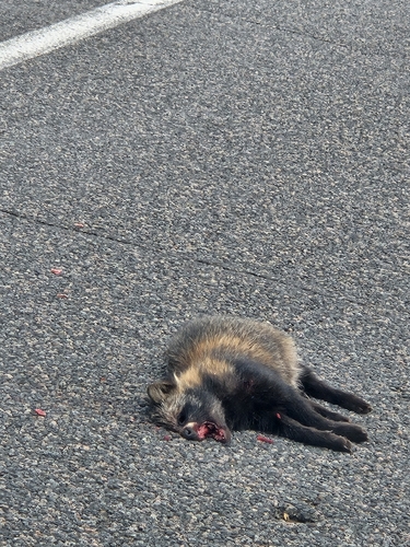 Mainland Raccoon Dog