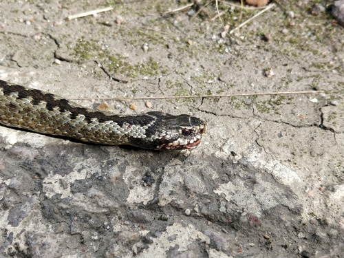 Adder
