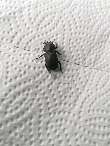 Lesser Stag Beetle