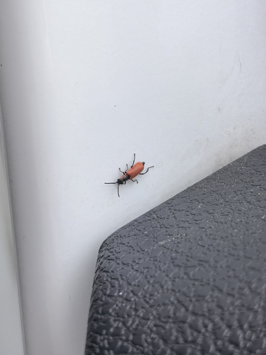 Red Malachite Beetle