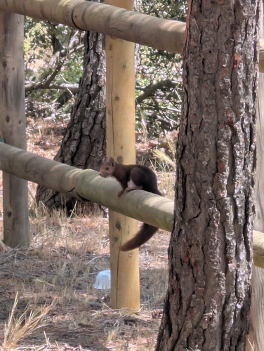 Eurasian Red Squirrel