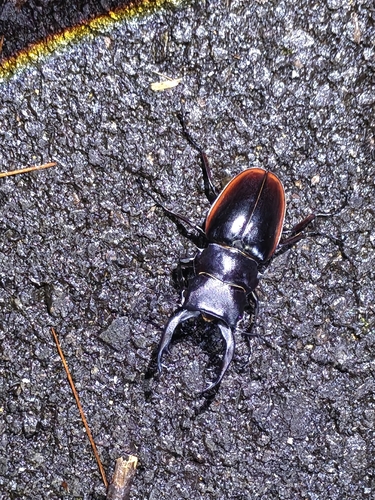 Odontolabis cuvera sinensis