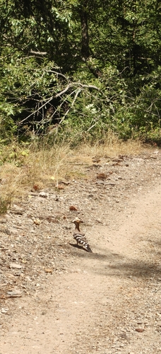 Common Hoopoe