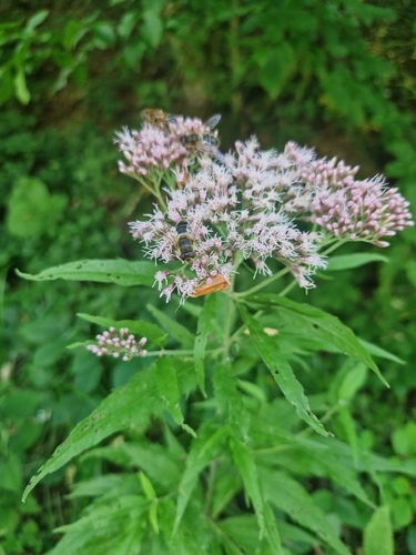 hemp agrimony