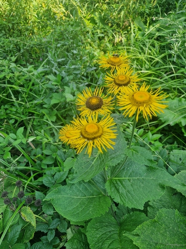 Yellow Oxeye