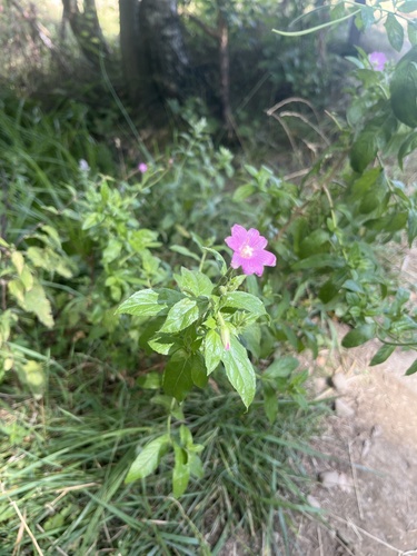 Great Willowherb