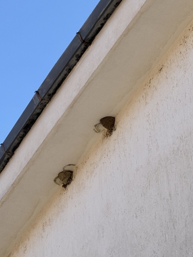 Western House Martin
