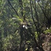Acianthera hartwegiifolia - Photo (c) Carlos Mancera, todos los derechos reservados, subido por Carlos Mancera