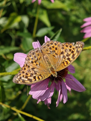 Silver-washed Fritillary