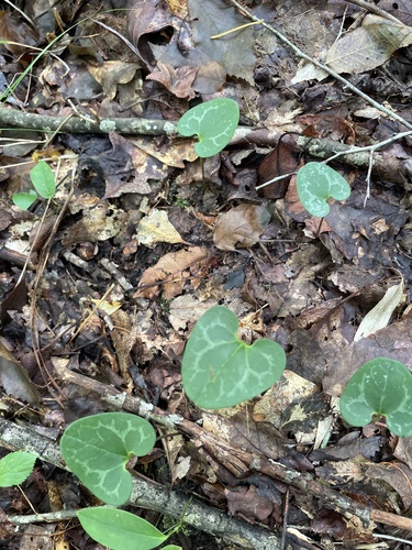 Variableleaf Heartleaf