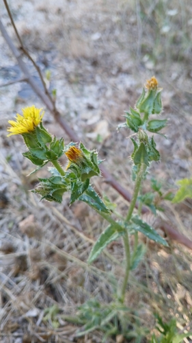 bristly oxtongue
