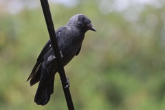 Eurasian Jackdaw