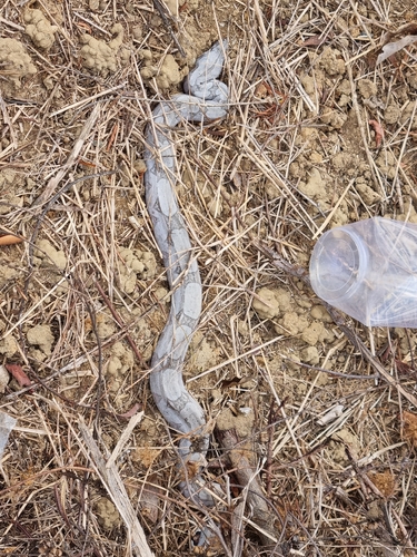 Boa Constrictor