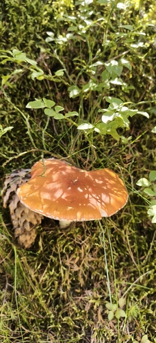 Fly Agaric