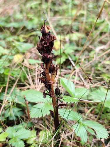 pinesap