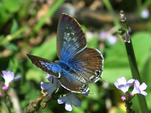 Lang's Short-tailed Blue