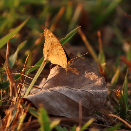 Junonia
