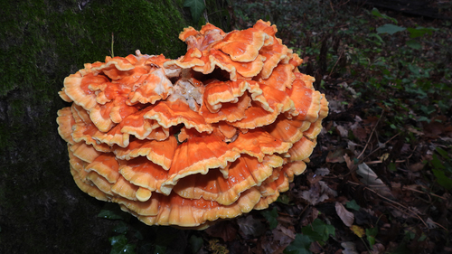 chicken of the woods