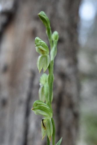 tall greenhood