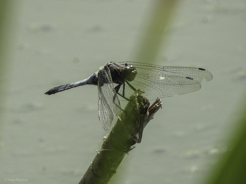 Black-tailed Skimmer