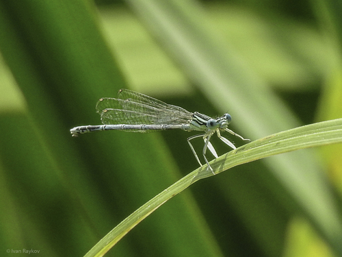 Blue Featherleg