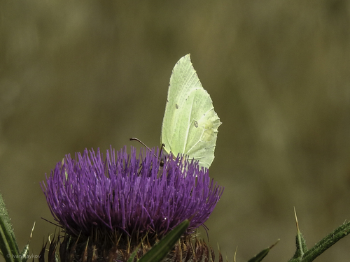 Common Brimstone