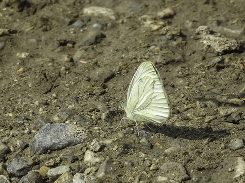 Green-veined White