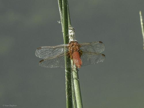 Broad Scarlet
