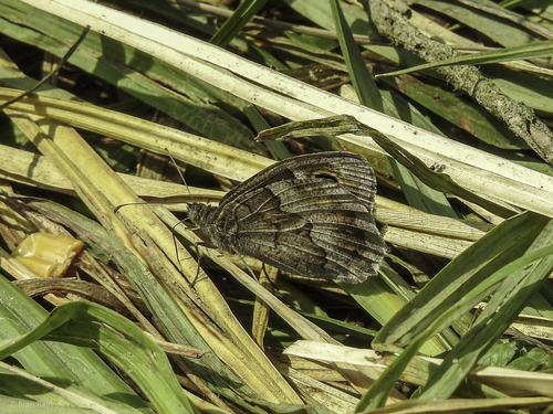 Tree Grayling