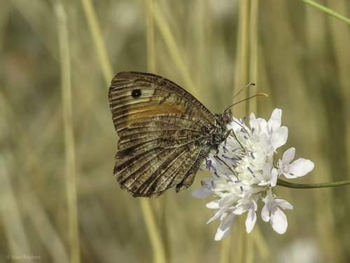 False Grayling