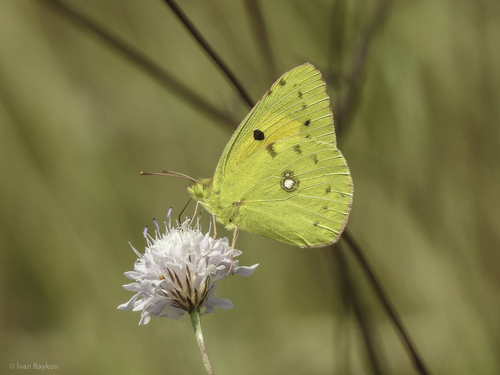 Clouded Yellow
