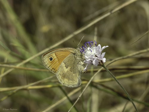 Small Heath