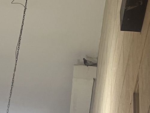 Feral Pigeon