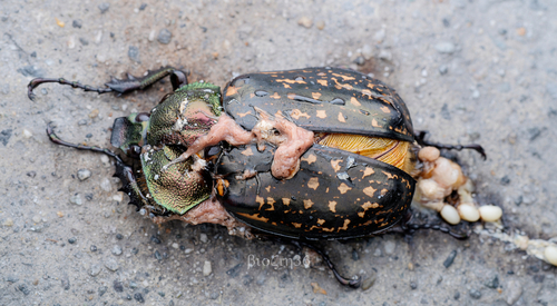 Macleay's Long-armed Chafer
