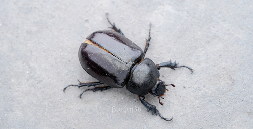 Xylotrupes mniszechi