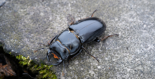 Dorcus yaksha yaksha
