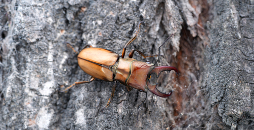 Cyclommatinus assamensis assamensis