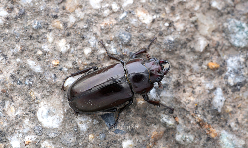 Prismognathus miyashitai