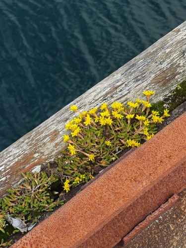Biting Stonecrop