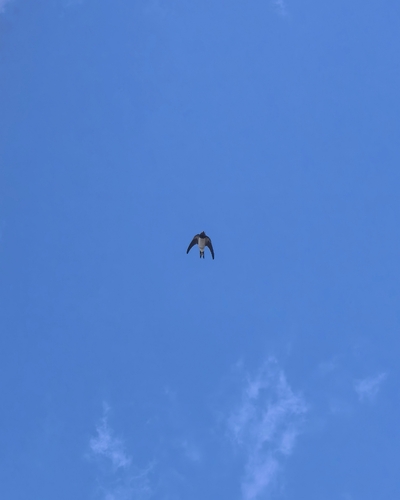 Barn Swallow